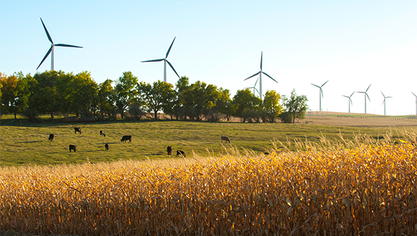 Wind turbines on farmland with cows grazing